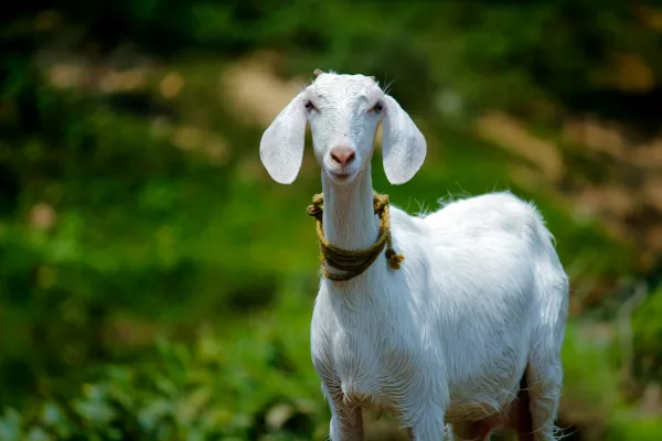 Козоводческая ферма с нубийскими козами в Новгородской области ломает стереотипы по вкусу козьего молока
